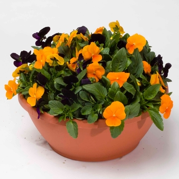 Viola cornuta Venus 'Tricky Mix Autumn Flair' (024145)