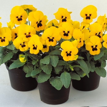 Viola cornuta Venus 'Yellow w/Blotch' (024151)