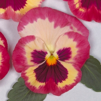 Viola x wittrockiana Ultima 'Impression Rose Shades' (024211)