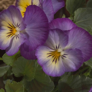 Viola x wittrockiana Ultima 'Radiance Blue' (024221)