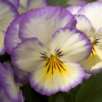 Viola x wittrockiana Ultima 'Radiance Blue' (024223)