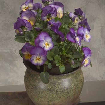 Viola x wittrockiana Ultima 'Radiance Blue' (024224)