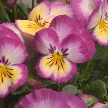 Viola x wittrockiana Ultima 'Radiance Pink' (024237)