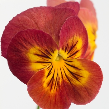 Viola x wittrockiana Ultima 'Radiance Red' (024243)