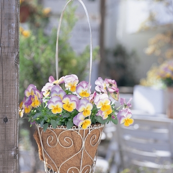 Viola x wittrockiana Ultima 'Radiance Lilac' (024253)