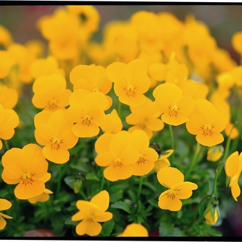 Viola cornuta Rebelina 'Golden Yellow' (024277)