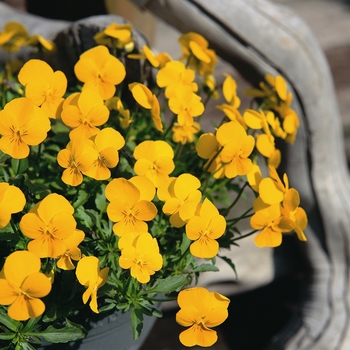 Viola cornuta Rebelina 'Golden Yellow' (024278)