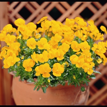 Viola cornuta Rebelina 'Golden Yellow' (024279)