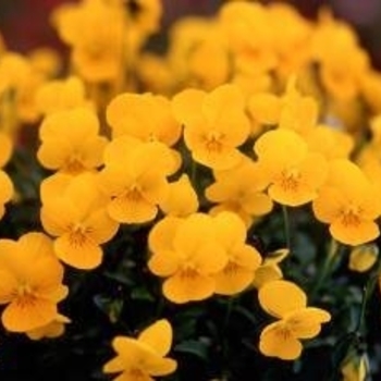 Viola cornuta Rebelina 'Golden Yellow' (024280)