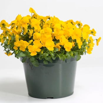 Viola cornuta Rebelina 'Golden Yellow' (024281)