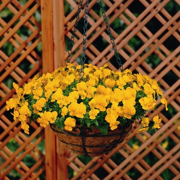 Viola cornuta Rebelina 'Golden Yellow' (024282)