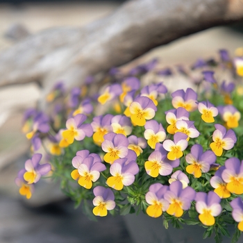 Viola cornuta Rebelina 'Blue & Yellow' (024291)