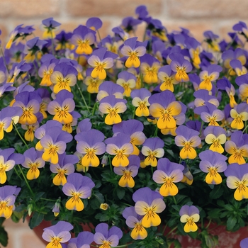 Viola cornuta Rebelina 'Blue & Yellow' (024292)