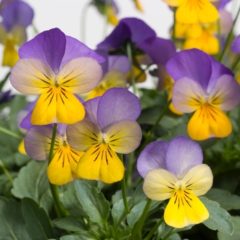 Viola cornuta Rebelina 'Blue & Yellow' (024293)