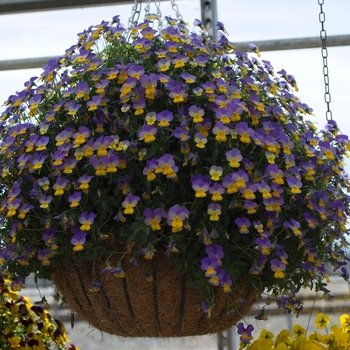 Viola cornuta Rebelina 'Blue & Yellow' (024294)