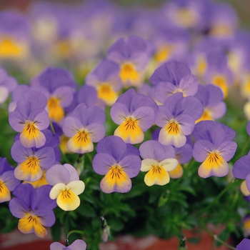 Viola cornuta Rebelina 'Blue & Yellow' (024296)