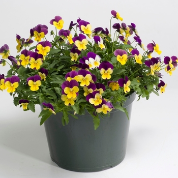 Viola cornuta Rebelina 'Purple & Yellow' (024307)