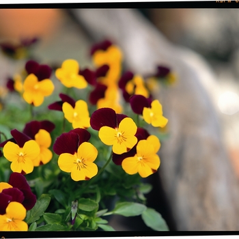 Viola cornuta Rebelina 'Red & Yellow' (024315)