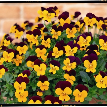 Viola cornuta Rebelina 'Red & Yellow' (024316)