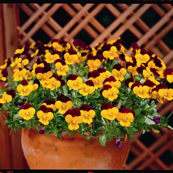 Viola cornuta Rebelina 'Red & Yellow' (024317)