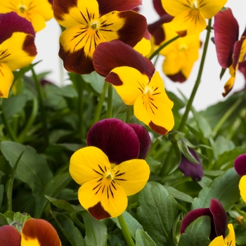 Viola cornuta Rebelina 'Red & Yellow' (024318)