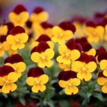 Viola cornuta Rebelina 'Red & Yellow' (024319)