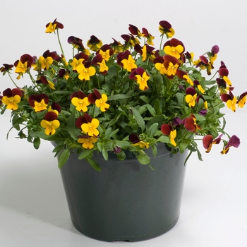 Viola cornuta Rebelina 'Red & Yellow' (024320)