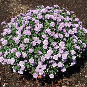 Aster novi-belgii 'Henry™ I Blue' (024434)