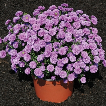 Aster novi-belgii 'Henry™ I Blue' (024495)