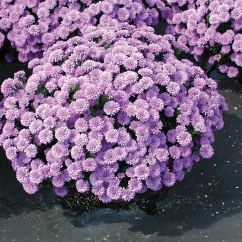 Aster novi-belgii 'Henry™ III Purple' (024496)