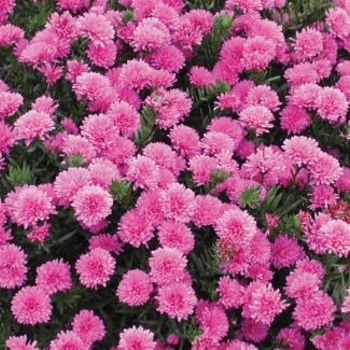 Aster novi-belgii 'Henry™ III Pink' (024501)