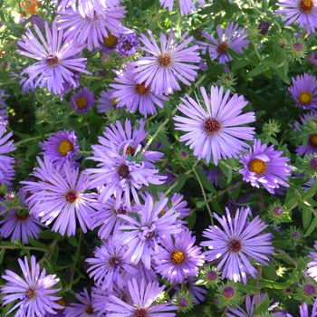 Aster oblongifolius '' (024639)