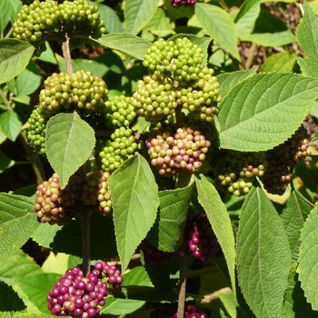 Callicarpa acuminata '' (024642)