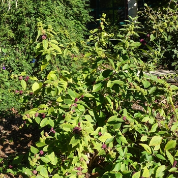 Callicarpa acuminata '' (024643)