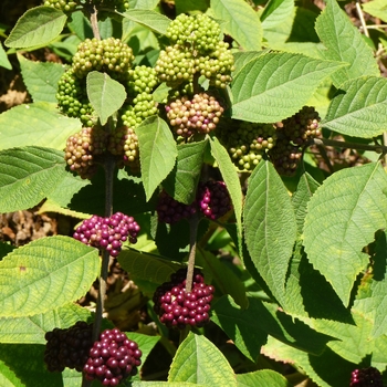 Callicarpa acuminata '' (024644)