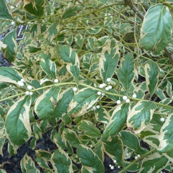 Callicarpa dichotoma f. albifructa 'Duet' (024648)