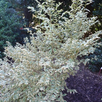 Callicarpa dichotoma f. albifructa 'Duet' (024649)