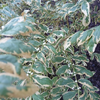 Callicarpa dichotoma f. albifructa 'Duet' (024651)