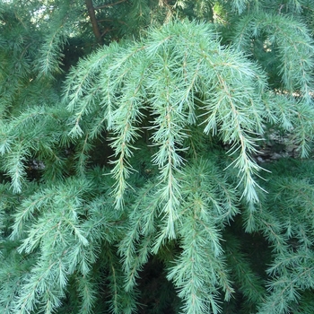 Cedrus deodara 'Montrose Veil' (024652)