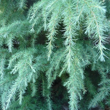 Cedrus deodara 'Montrose Veil' (024653)