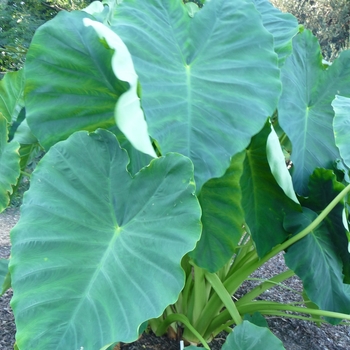 Colocasia esculenta 'Jack's Giant' (024666)