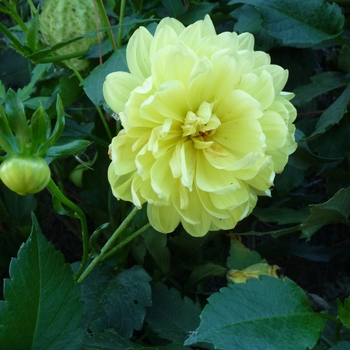 Dahlia 'Karma Ventura' (024675)