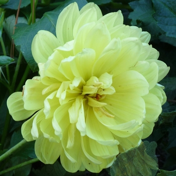 Dahlia 'Karma Ventura' (024677)