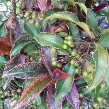 Euonymus europaeus 'Red Cascade' (024681)