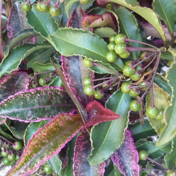 Euonymus europaeus 'Red Cascade' (024683)