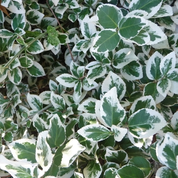 Euonymus fortunei 'Emerald Gaiety' (024685)