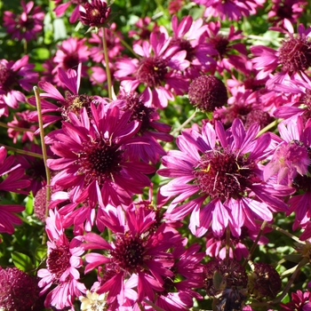 Gaillardia aestivalis var. winkleri 'Grape Sensation' (024711)