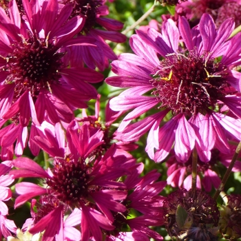 Gaillardia aestivalis var. winkleri 'Grape Sensation' (024713)