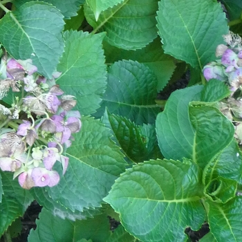 Hydrangea macrophylla 'Cardinal Red' (024720)