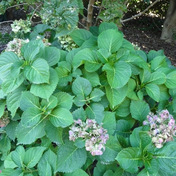 Hydrangea macrophylla 'Cardinal Red' (024723)